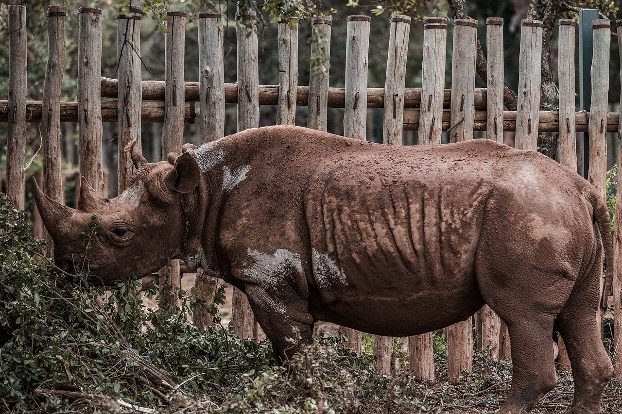 The Role of Conservation Education in Fostering a Love for Wildlife
